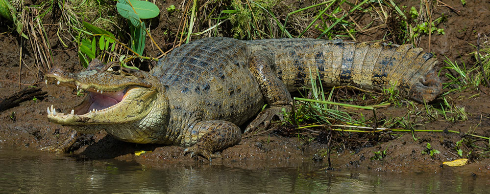 Crocodile-in-Curu-Refuge-River