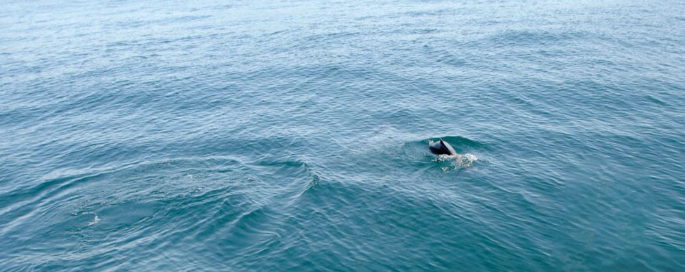 Dolphins-near-Tortuga-Island