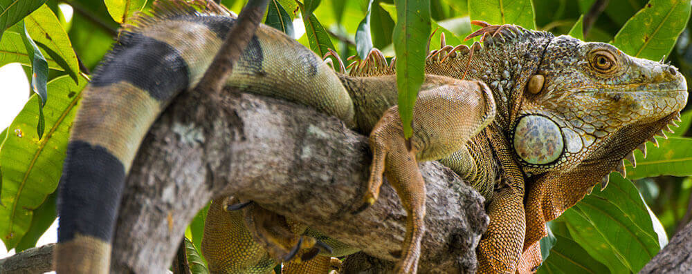 Iguana-at-Cabo-Blanco-in-Cabuya