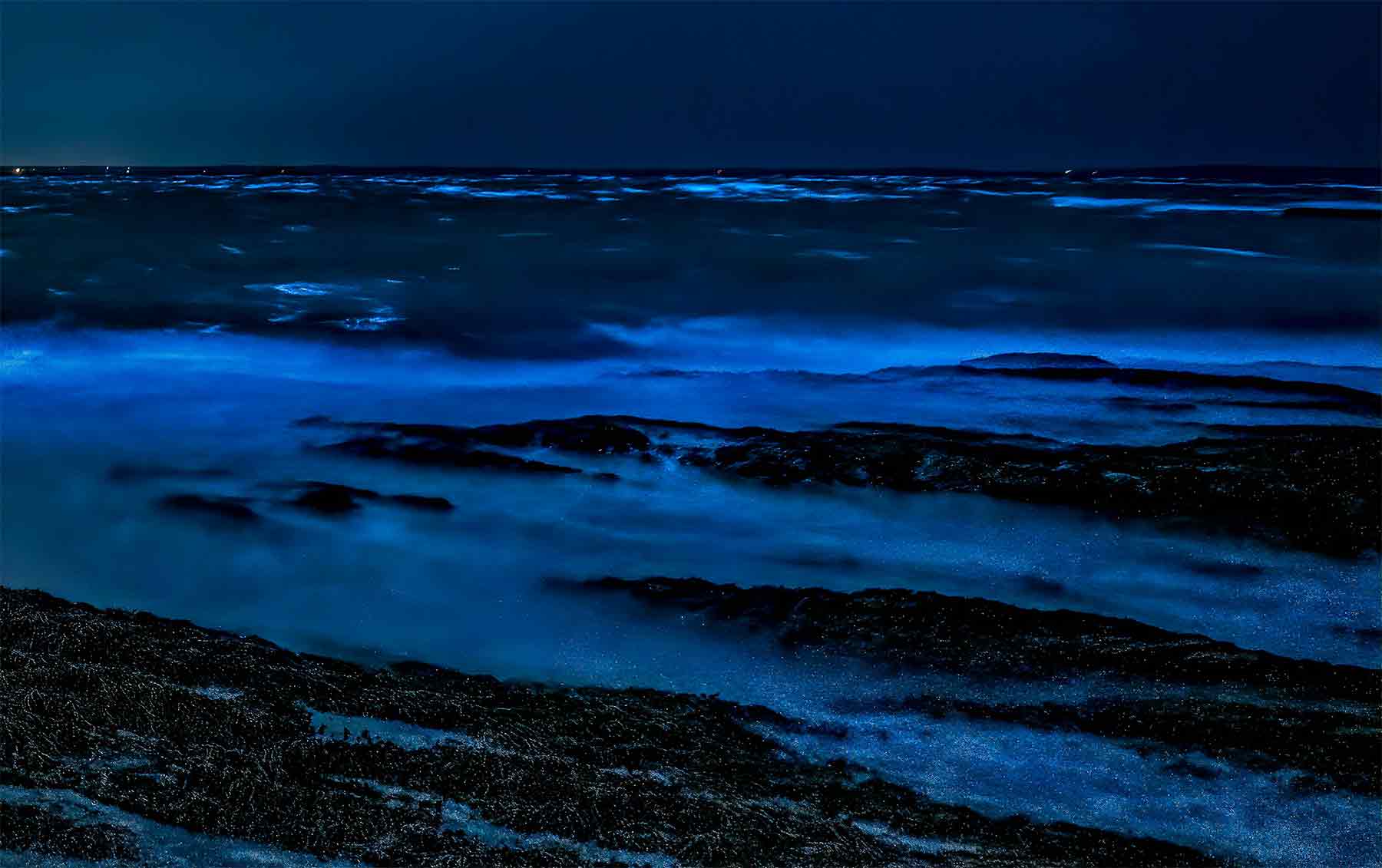 Bioluminescence tours in Santa Teresa Costa Rica