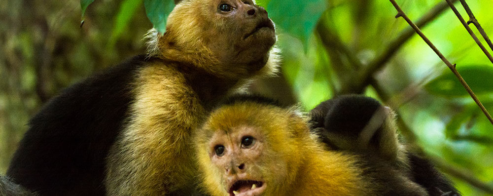 White-Faced-Monkeys-in-Cabuya